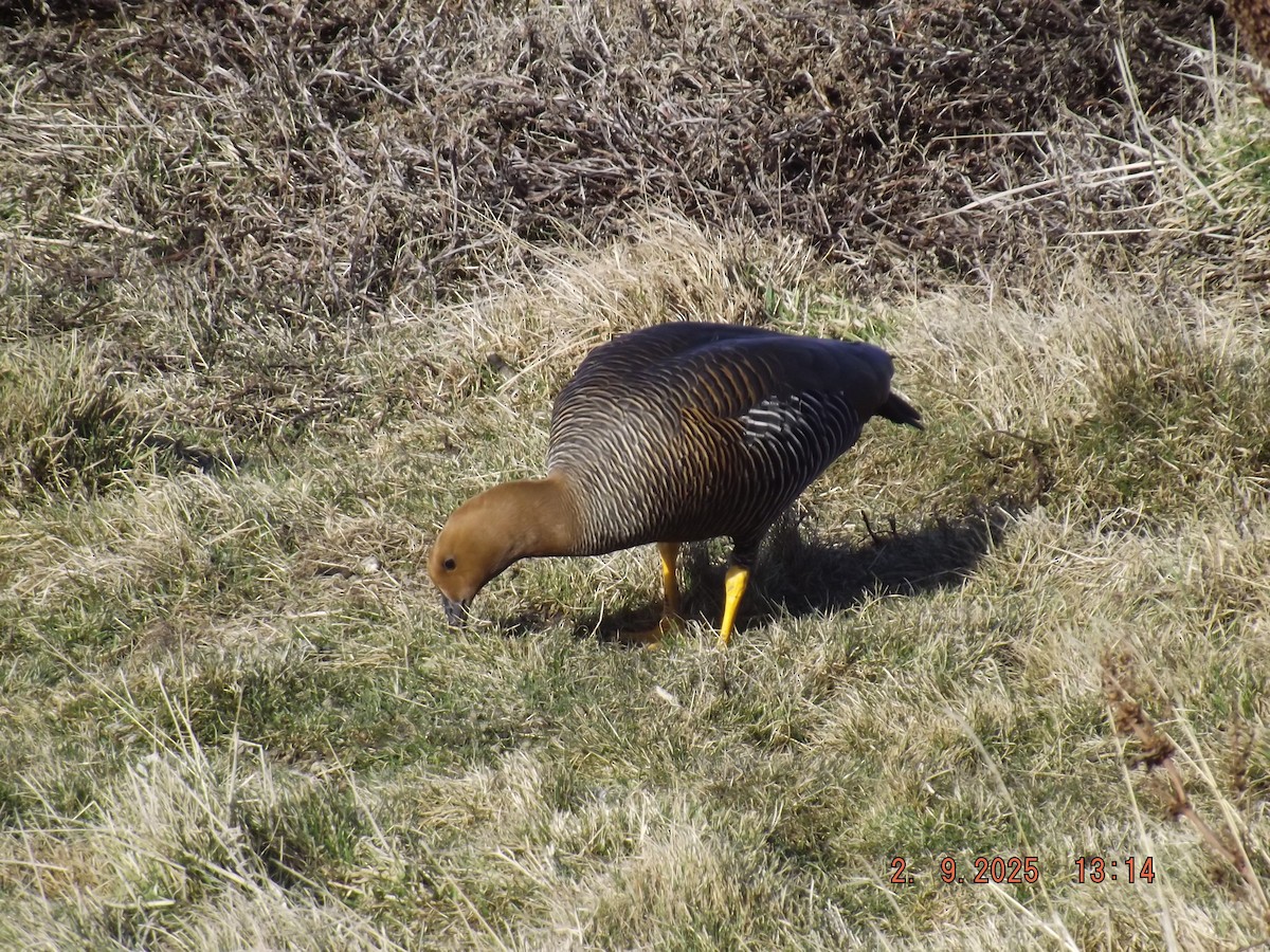 Upland Goose - ML641975388