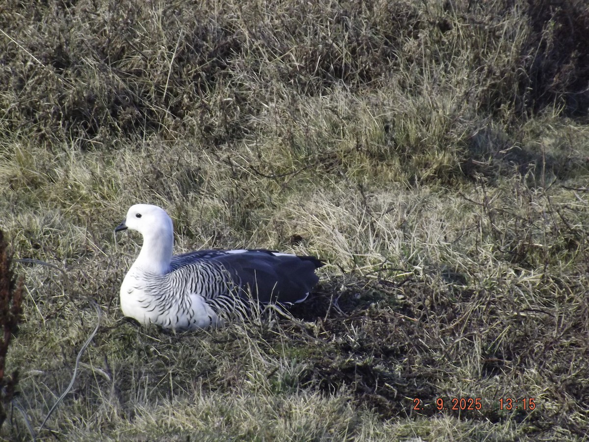 Upland Goose - ML641975389