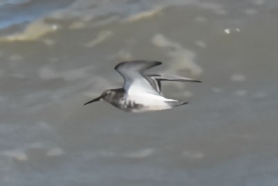 Alpenstrandläufer - ML641975390
