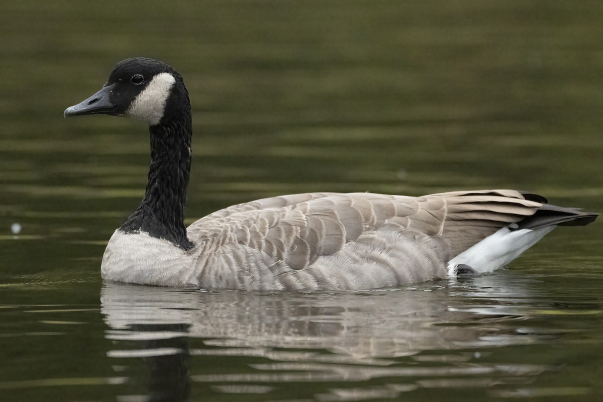 Canada Goose - ML641975409