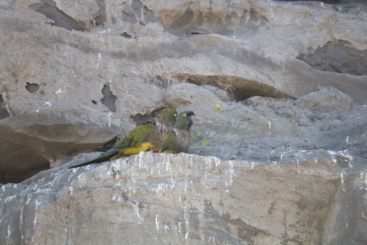 Burrowing Parakeet - ML641975410