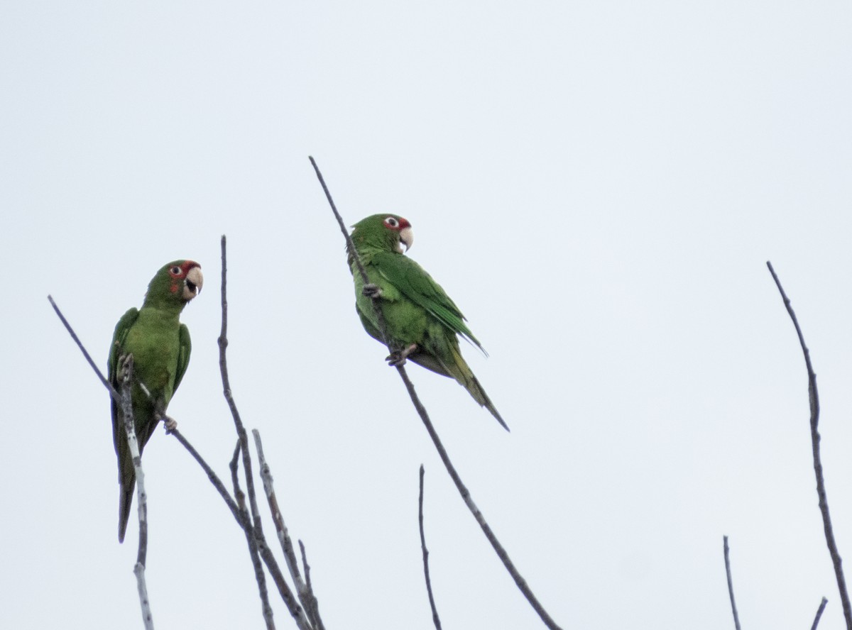 Mitred Parakeet - ML641975418