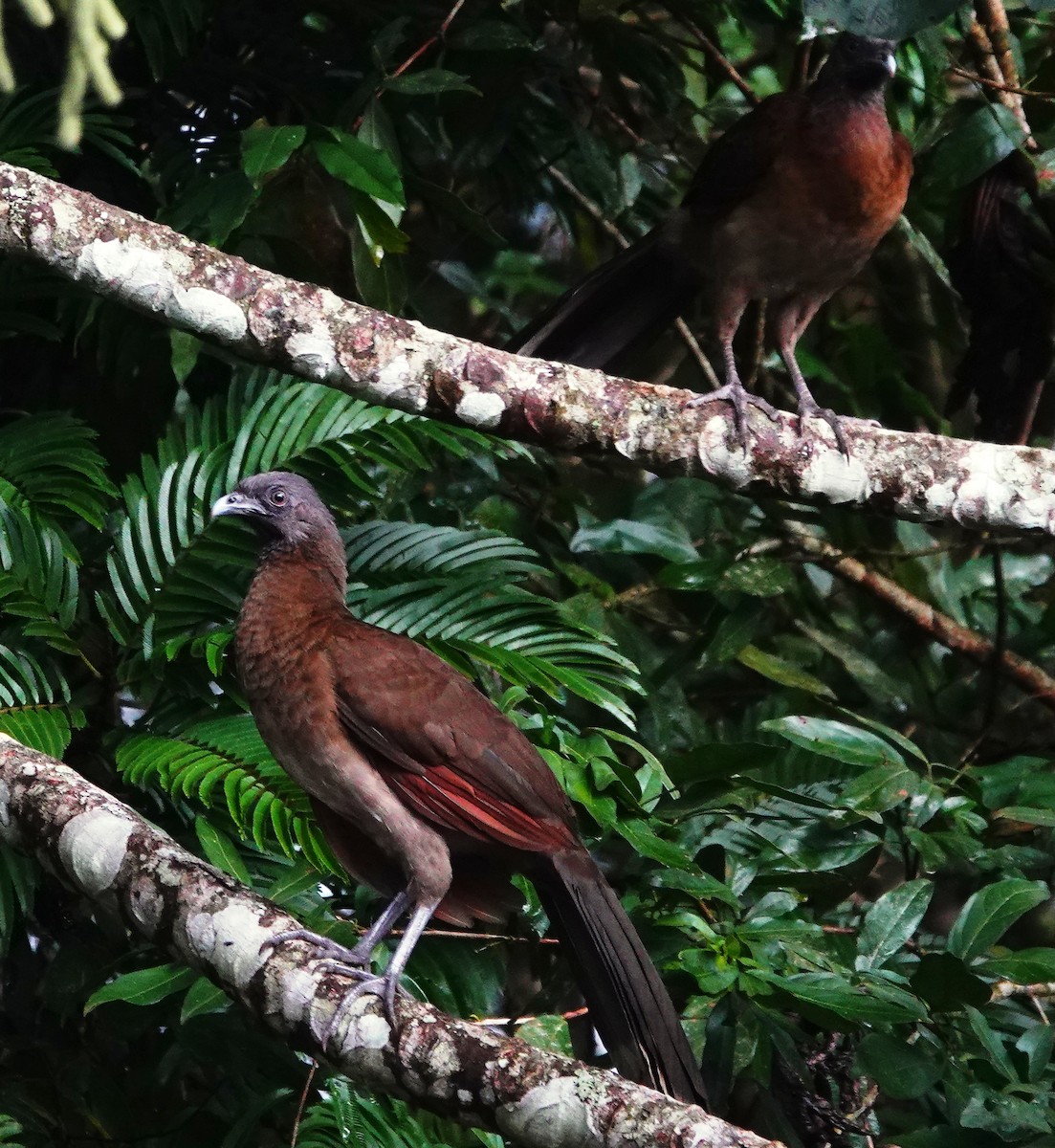 Gray-headed Chachalaca - ML641975421