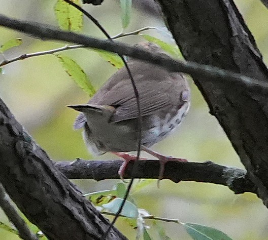 カマドムシクイ - ML641975423