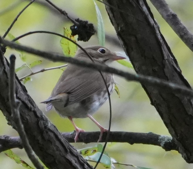 カマドムシクイ - ML641975424
