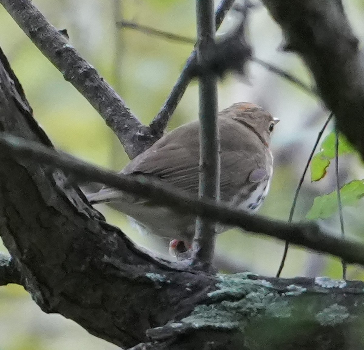 カマドムシクイ - ML641975425