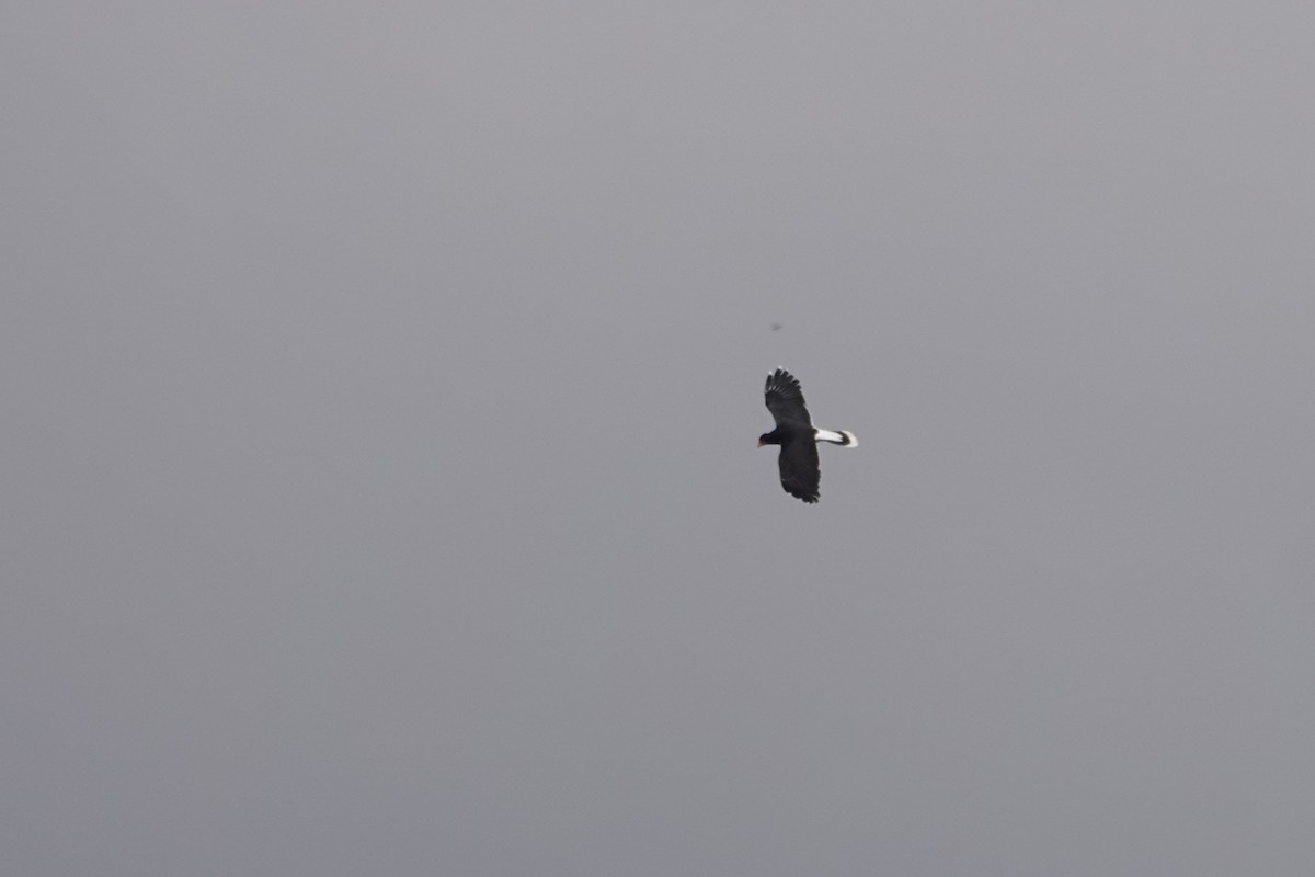 Mountain Caracara - ML641975431