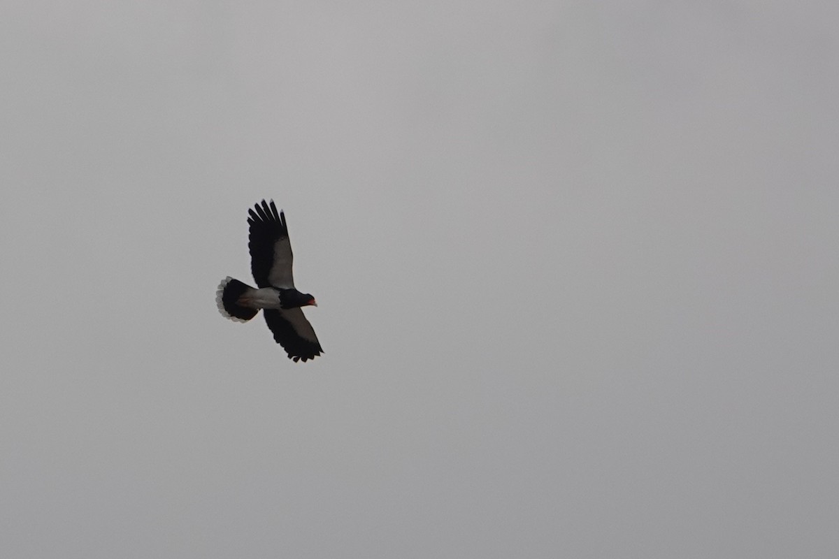 Mountain Caracara - ML641975442