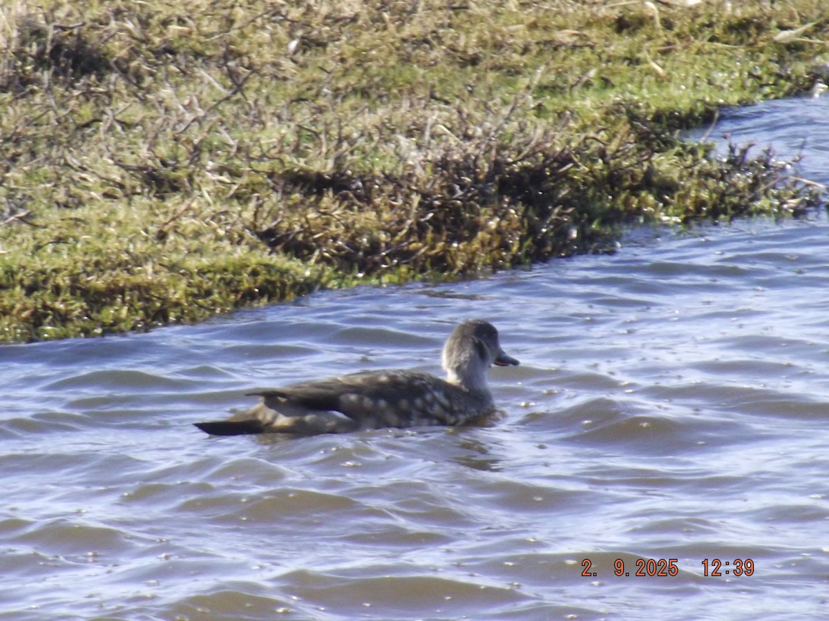 Crested Duck - ML641975454