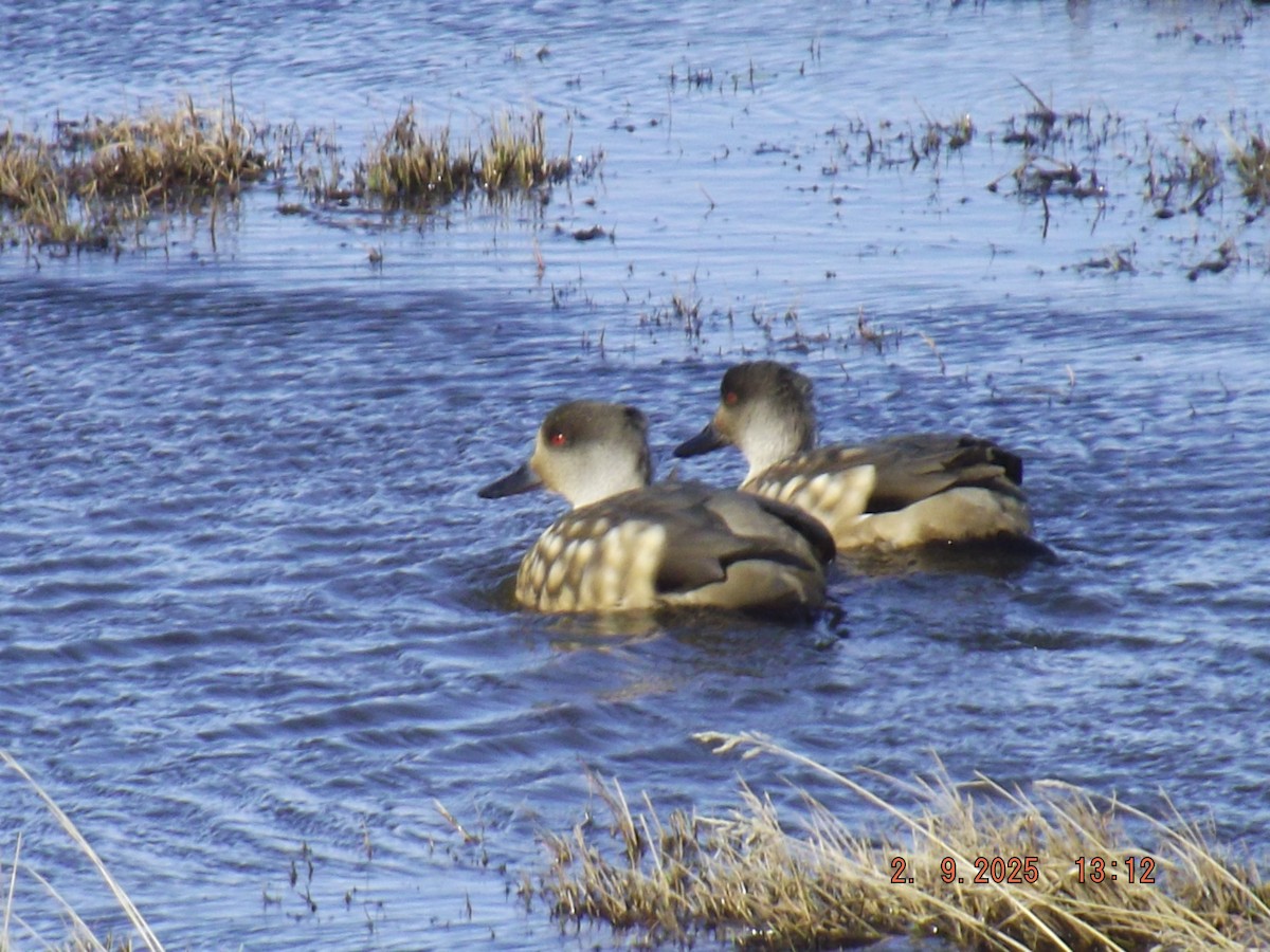 Crested Duck - ML641975456
