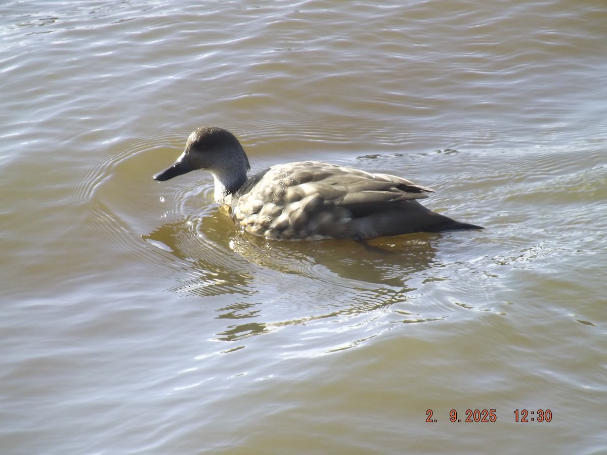 Crested Duck - ML641975457