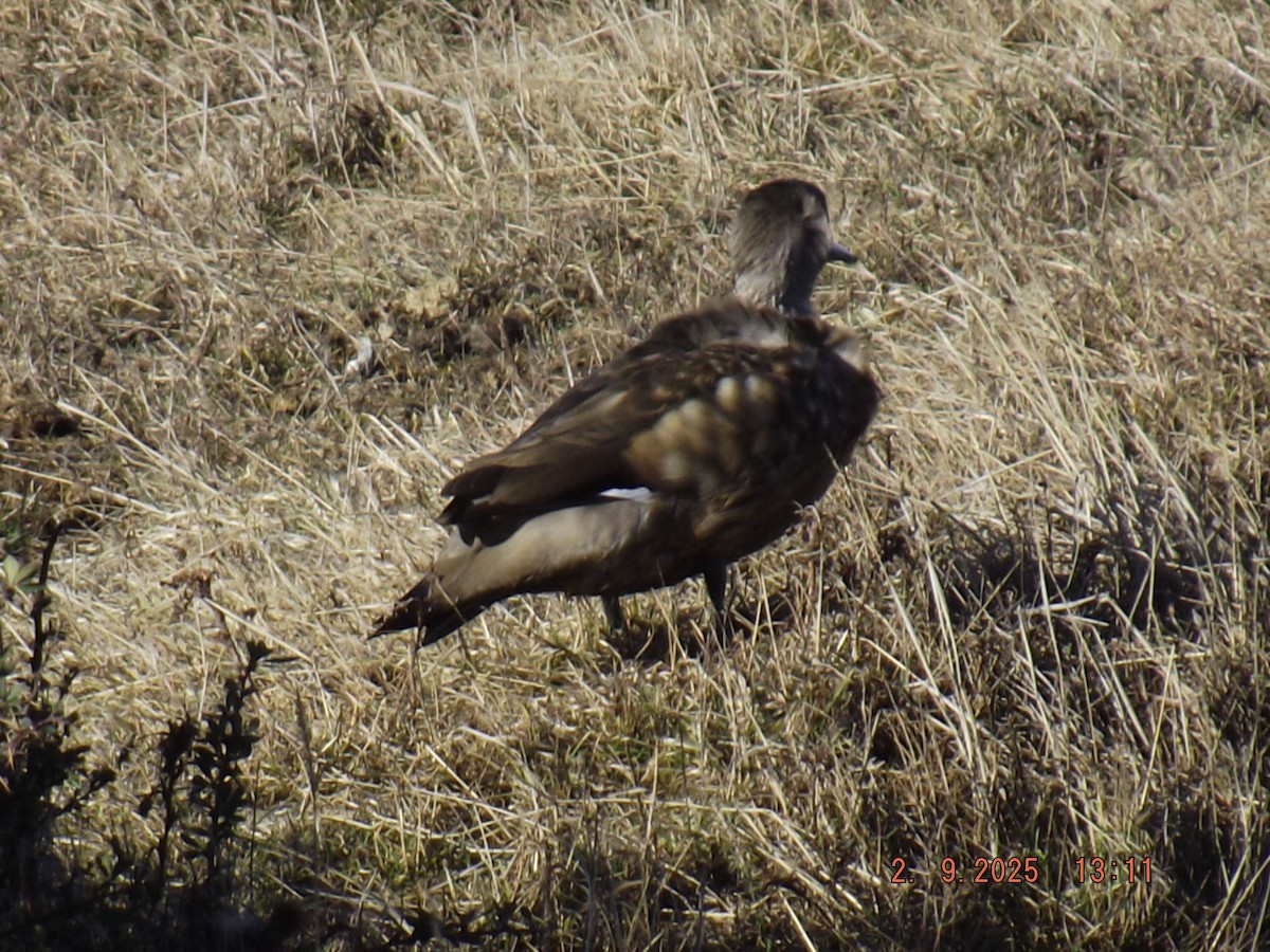 Crested Duck - ML641975458