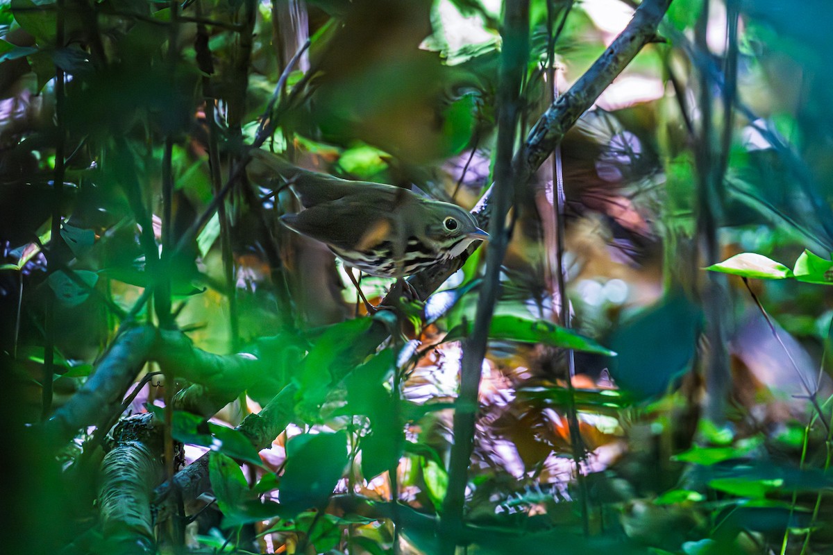 Ovenbird - ML641975493