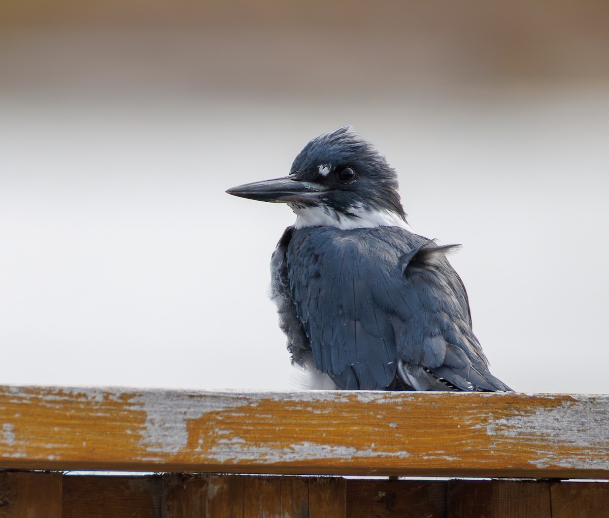 Belted Kingfisher - ML641975495