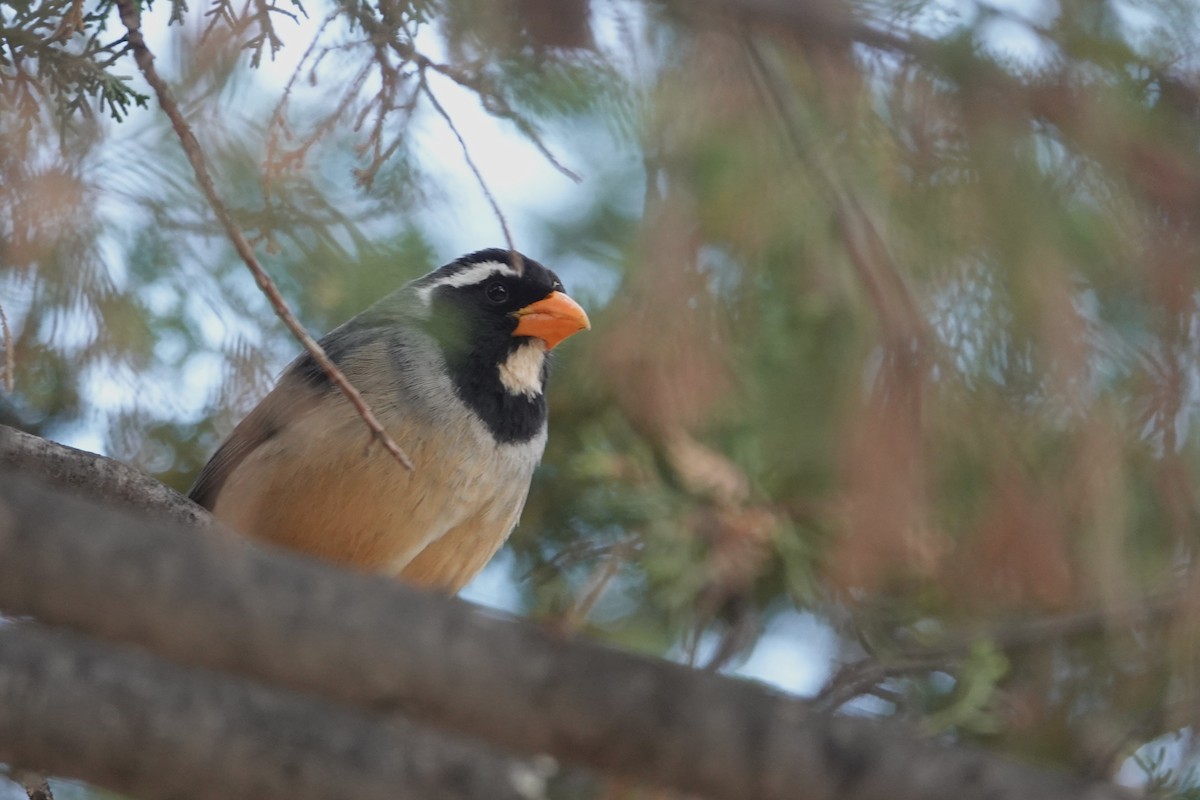 Golden-billed Saltator - ML641975533
