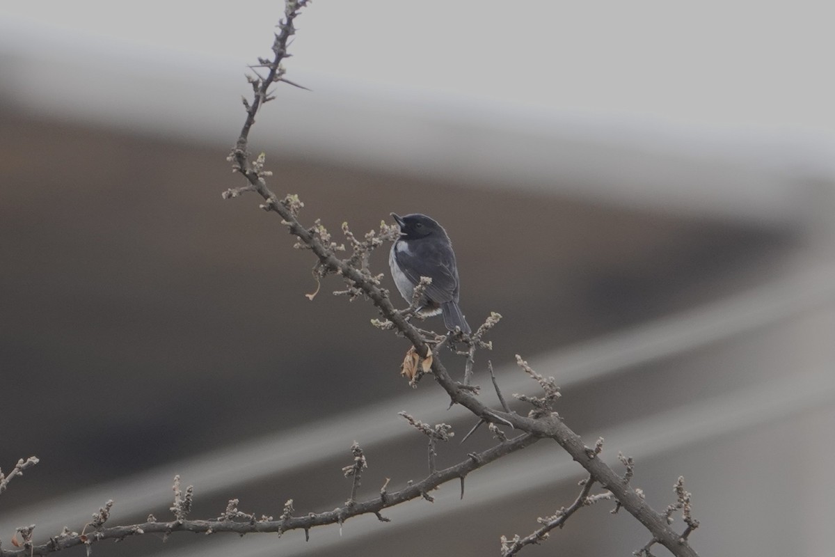 Gray-bellied Flowerpiercer - ML641975544