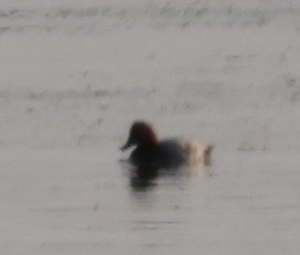 Common Pochard - ML641975545