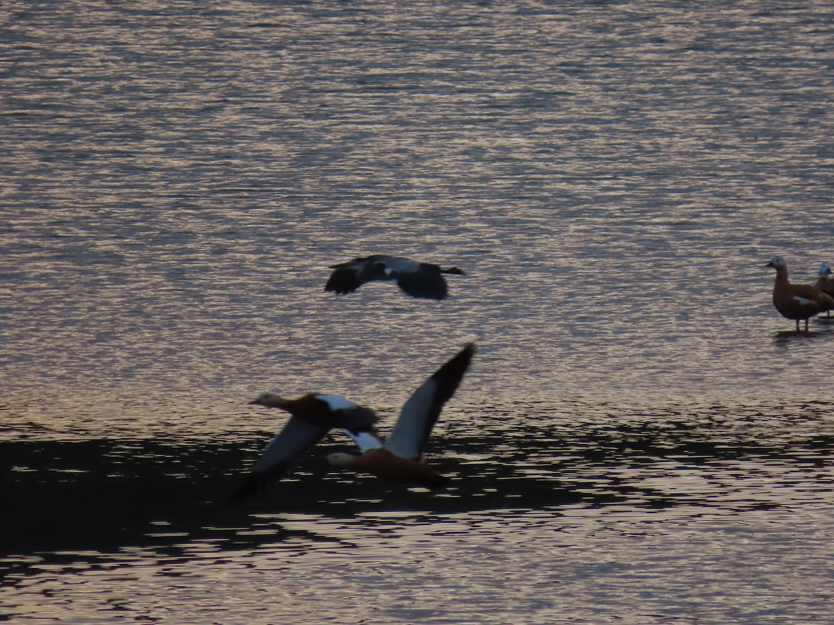 Ruddy Shelduck - ML641975549