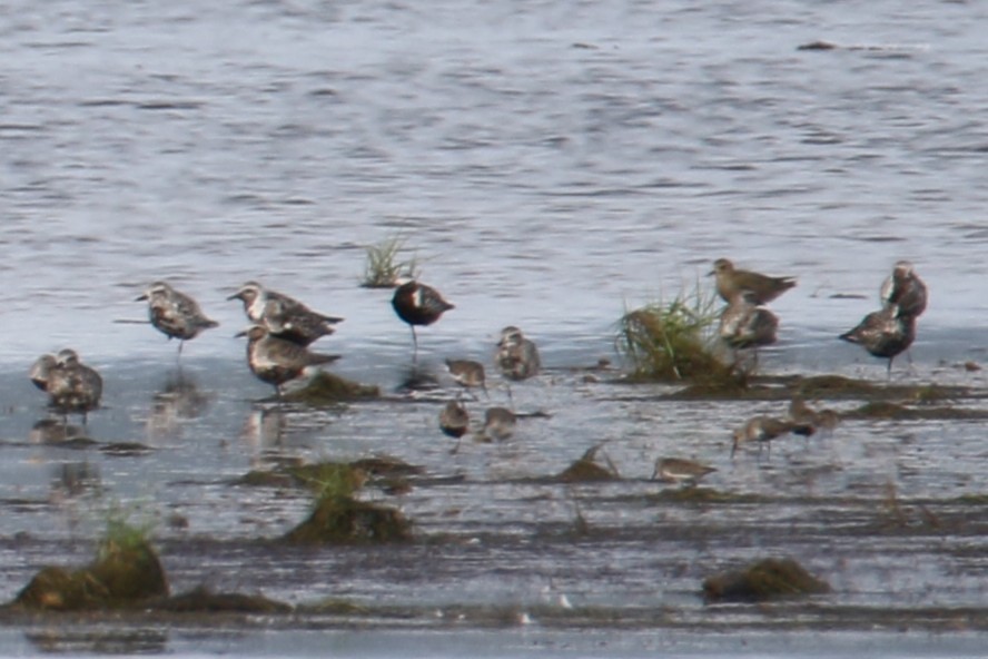 European Golden-Plover - ML641975551