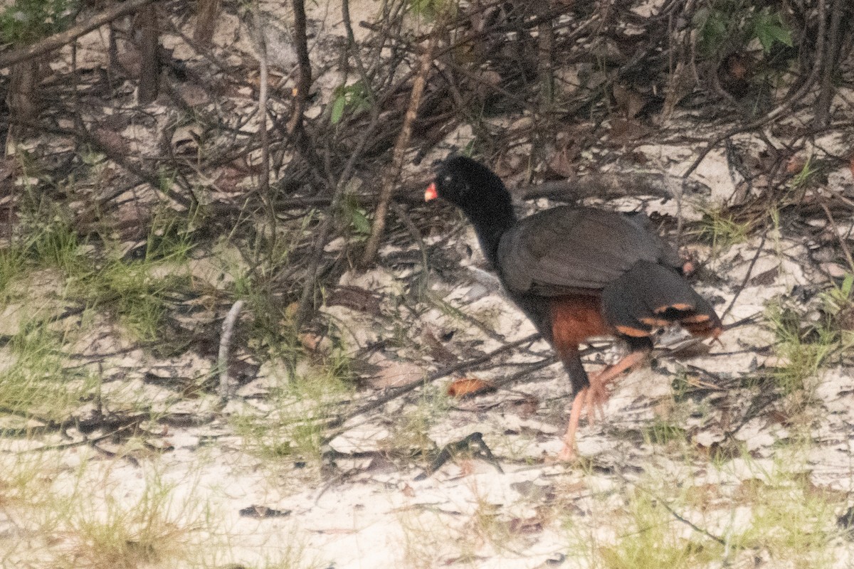 Crestless Curassow - ML641975569