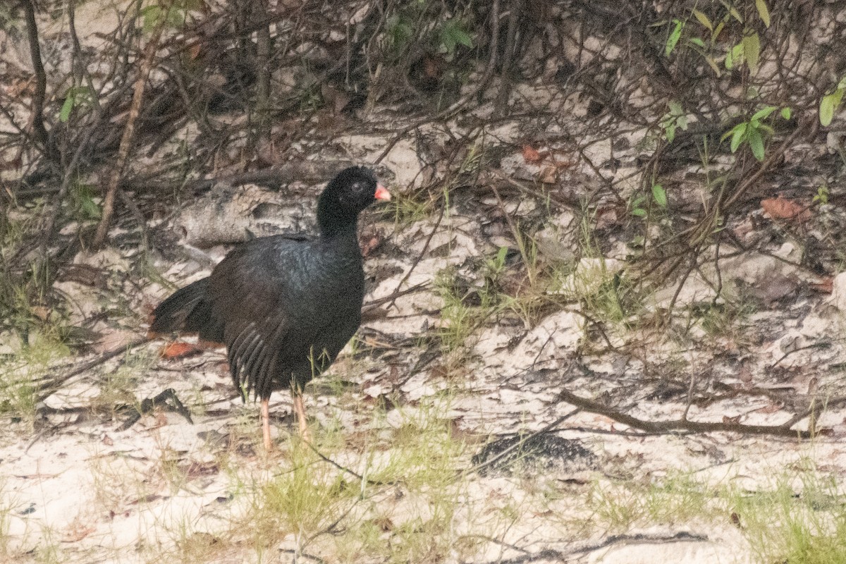 Crestless Curassow - ML641975570