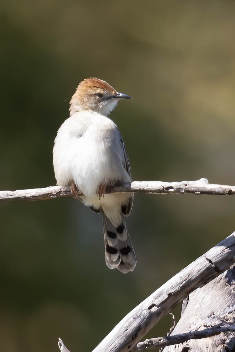 Rattling Cisticola - ML641975581