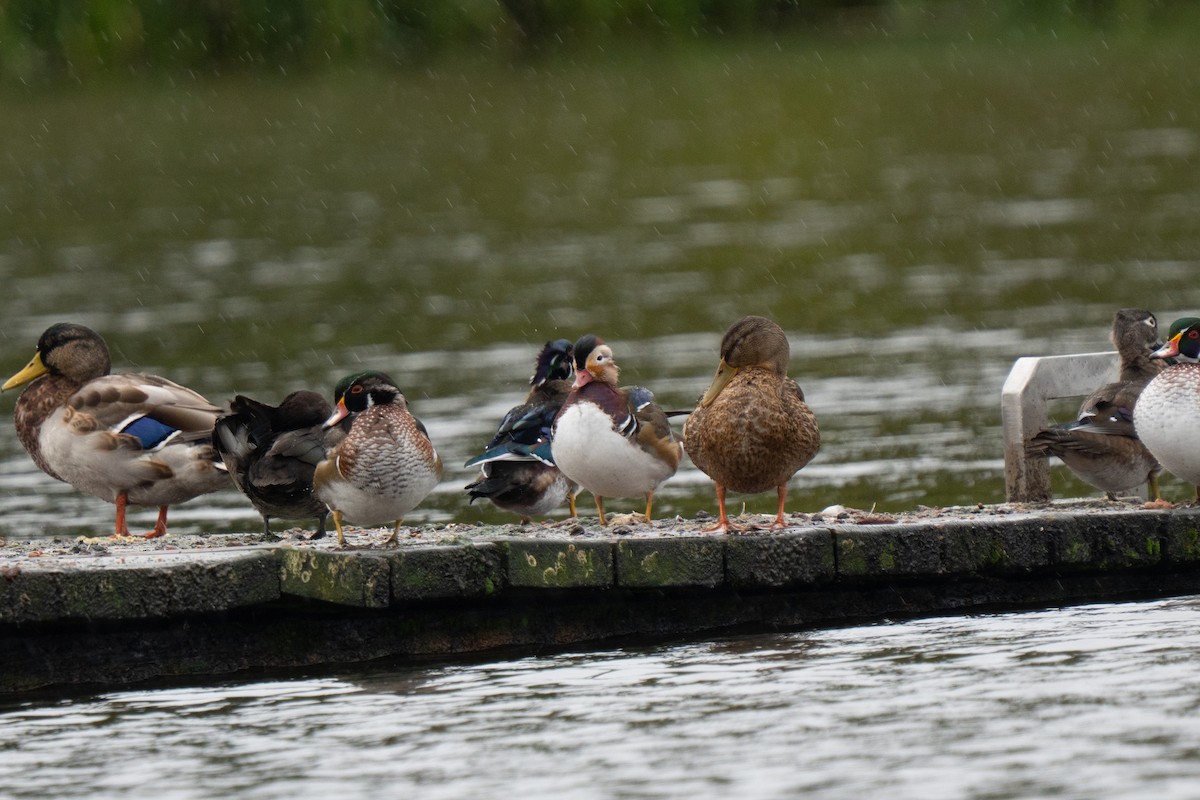 Mandarin Duck - ML641975610