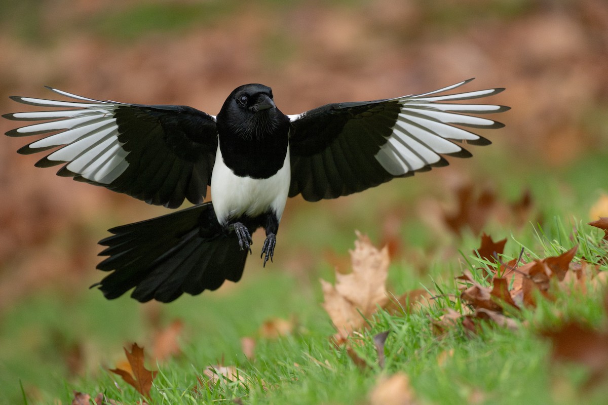 Eurasian Magpie (Eurasian) - ML641975635