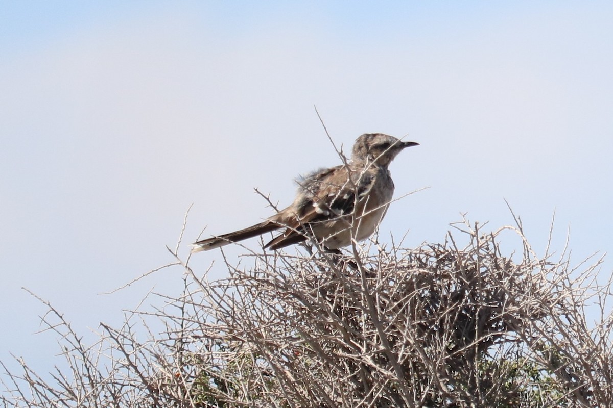Patagonian Mockingbird - ML641975641
