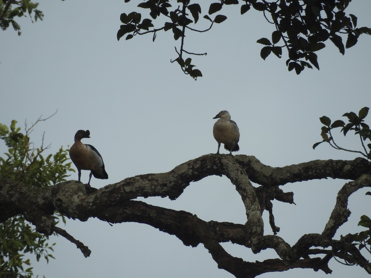 Knob-billed Duck - ML641975642