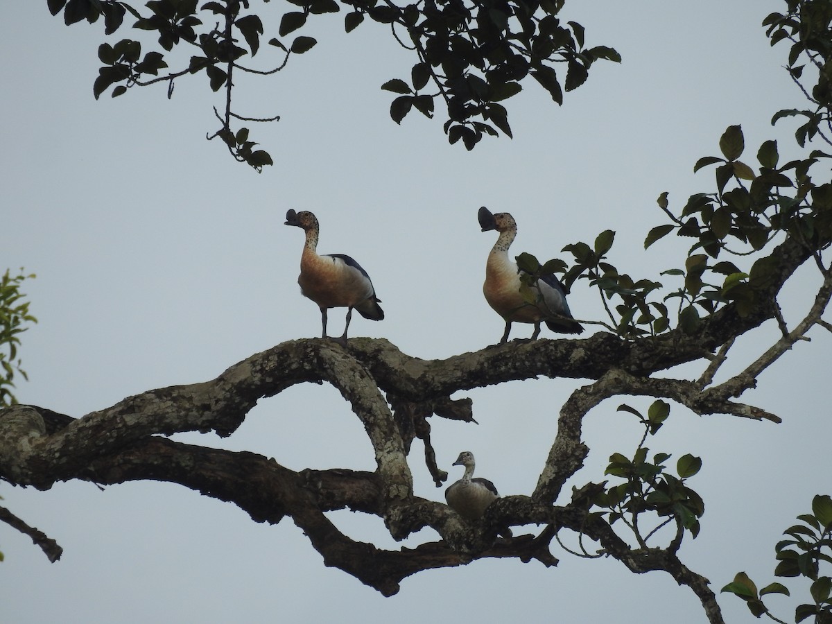 Knob-billed Duck - ML641975643