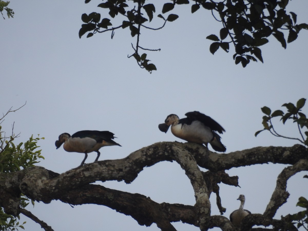 Knob-billed Duck - ML641975644