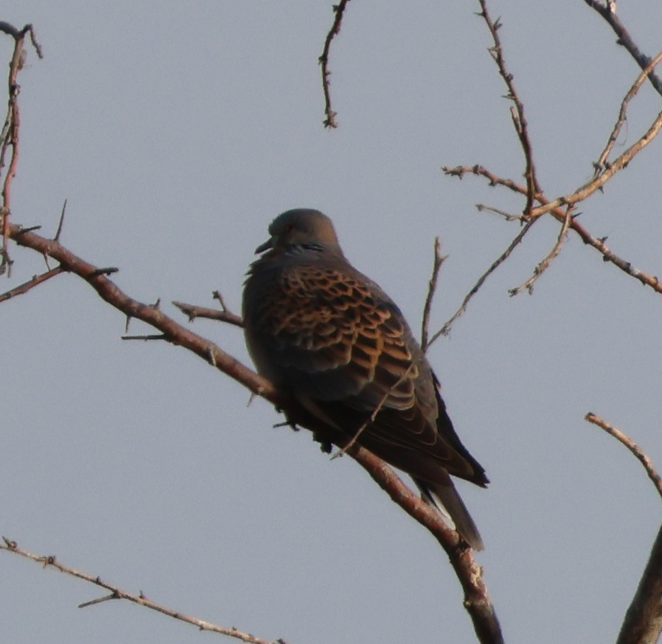 Oriental Turtle-Dove - ML641975652