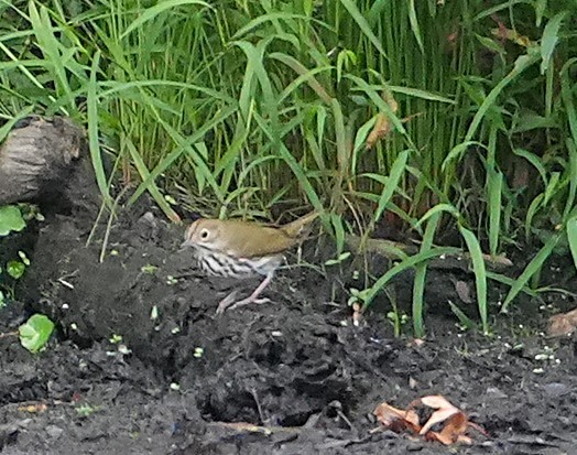 カマドムシクイ - ML641975658