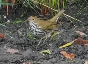 カマドムシクイ - ML641975659