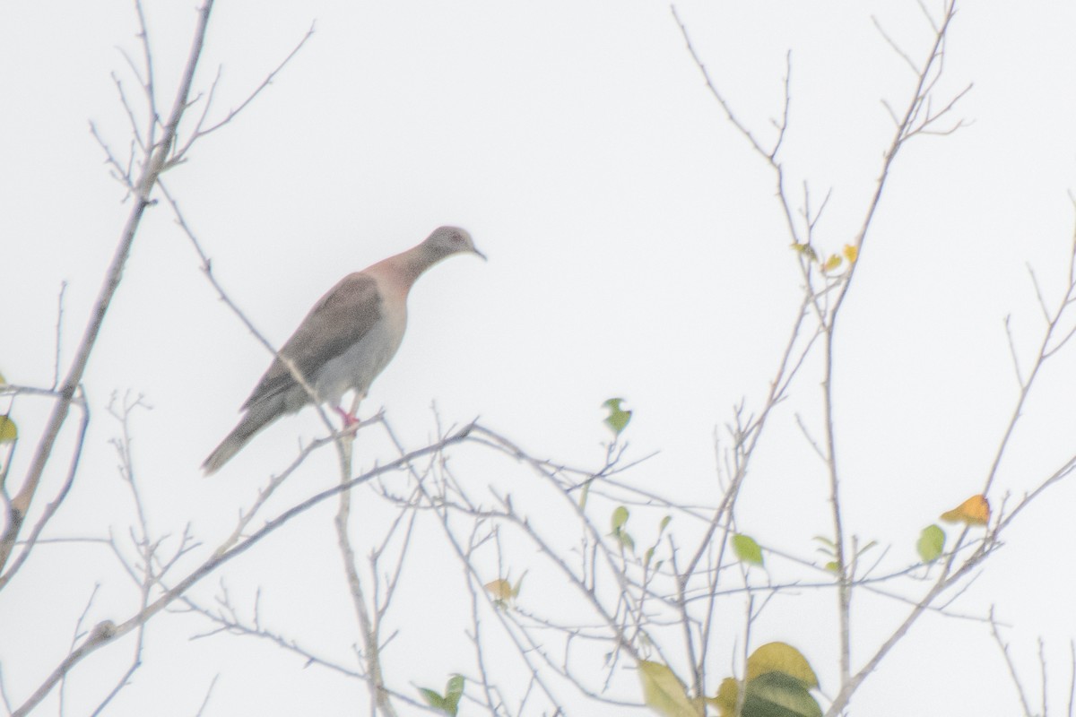 Pale-vented Pigeon - ML641975668
