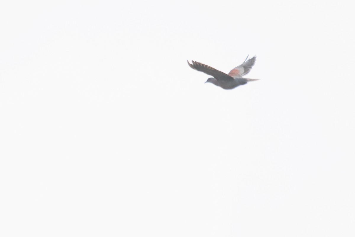 Pale-vented Pigeon - ML641975669