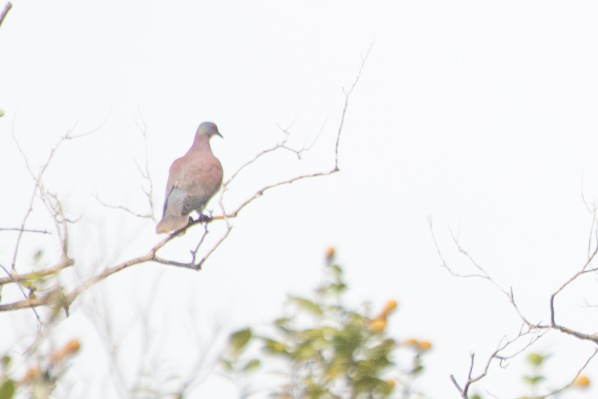 Pale-vented Pigeon - ML641975671