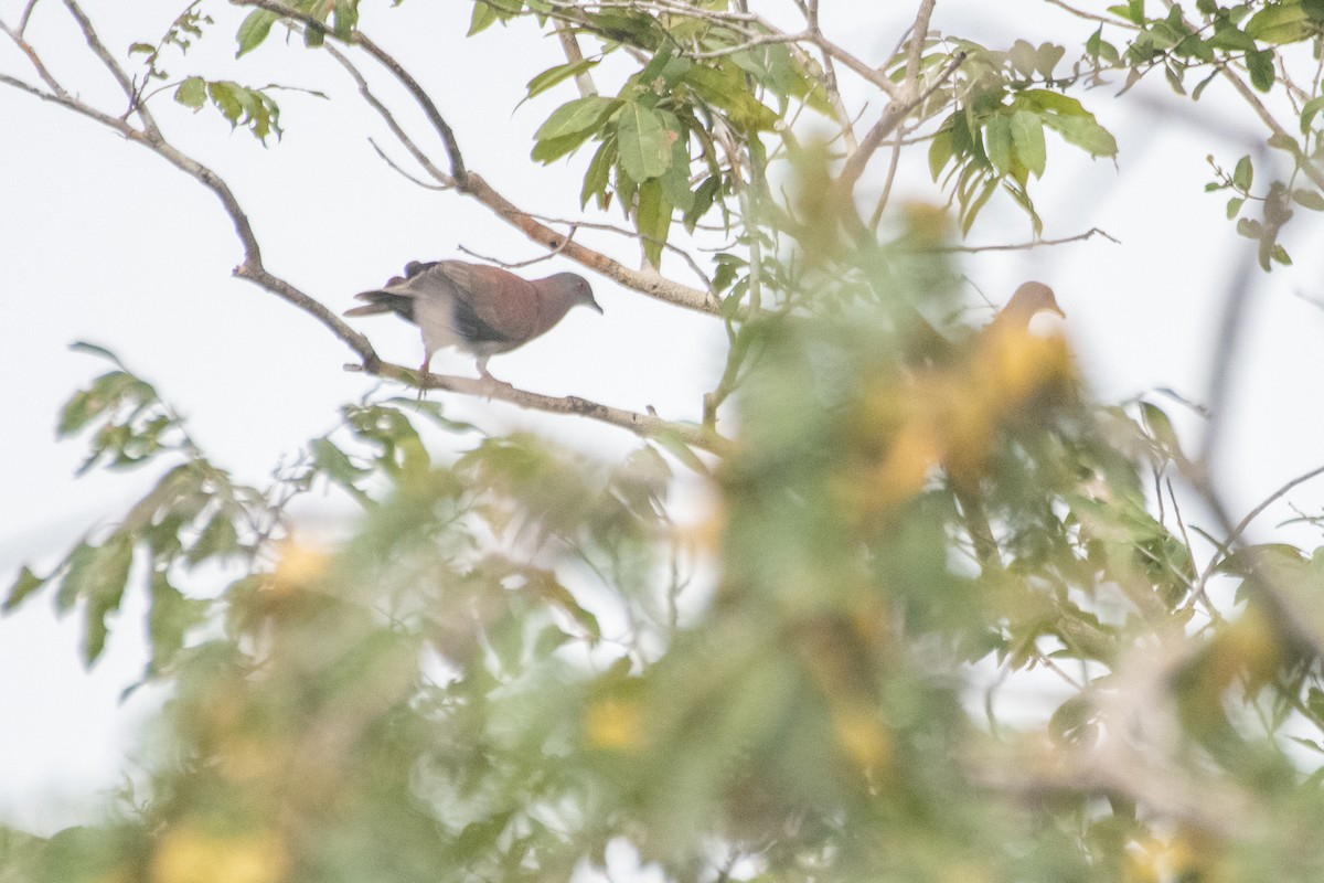 Pale-vented Pigeon - ML641975672