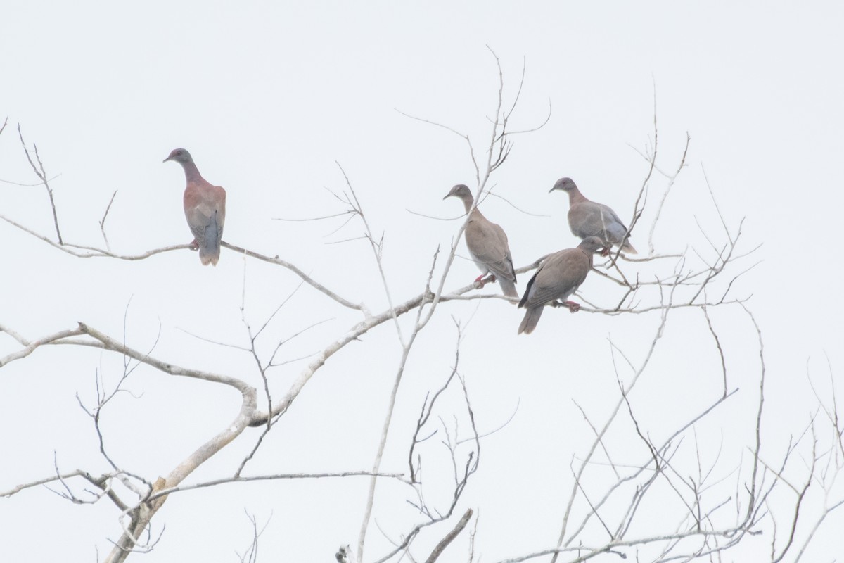 Pale-vented Pigeon - ML641975673