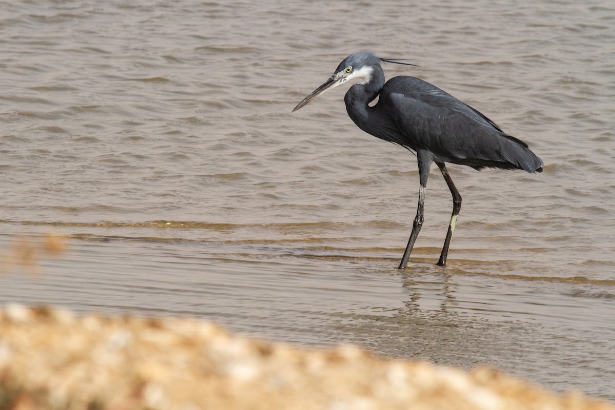 Western Reef-Heron (Western) - ML641975683