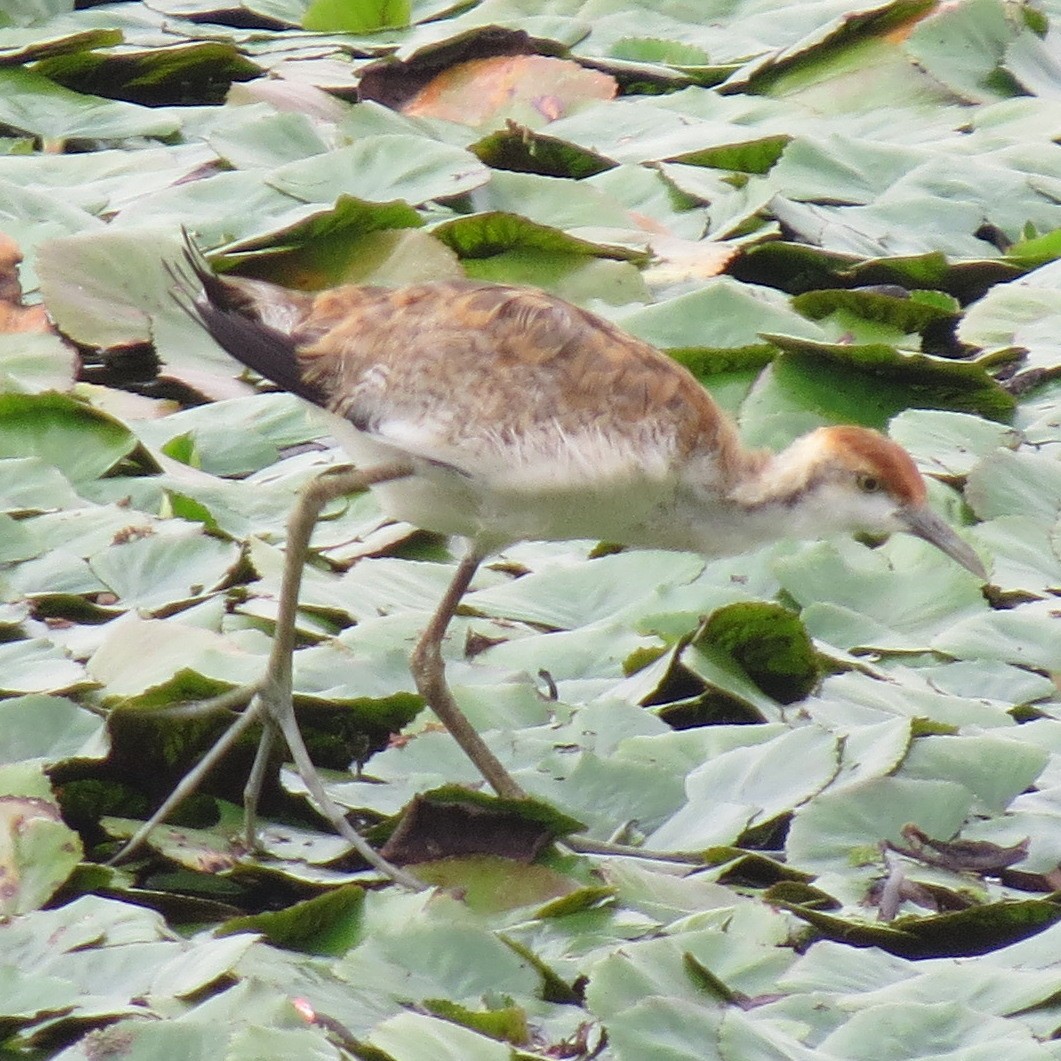 Pheasant-tailed Jacana - ML641975688