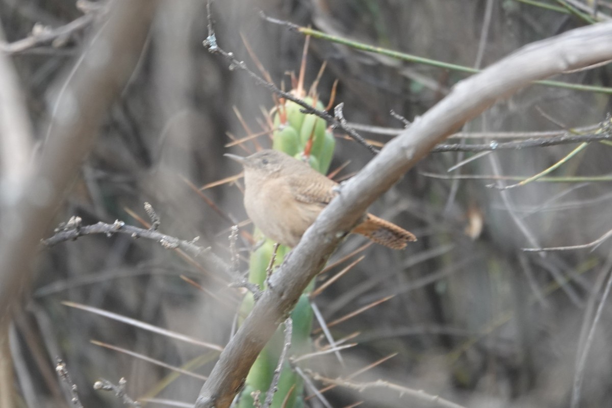 Southern House Wren - ML641975692