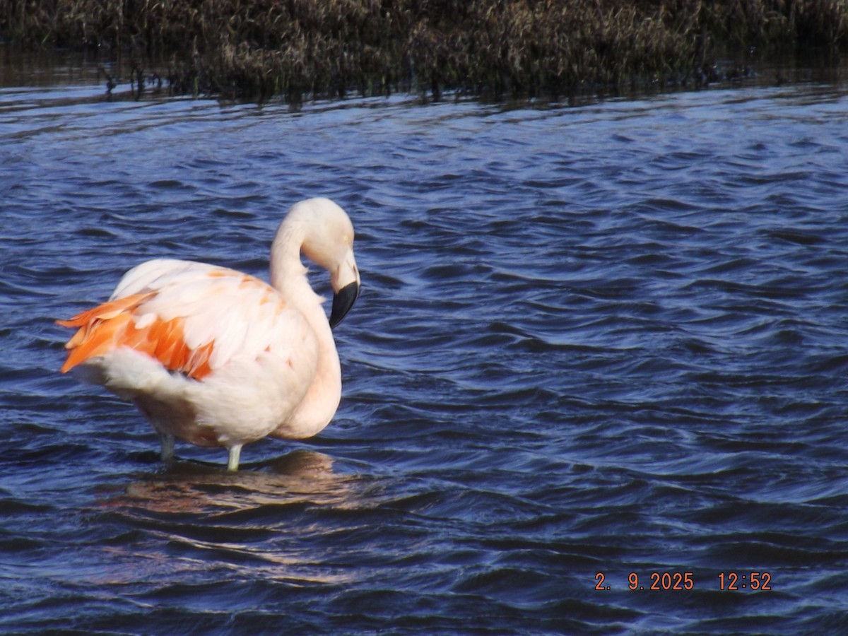 Chilean Flamingo - ML641975693