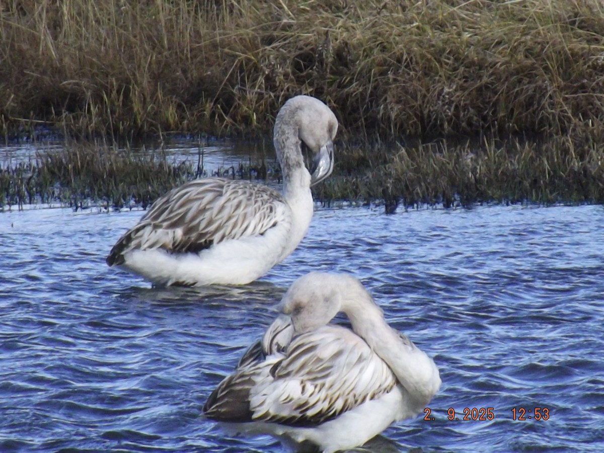 Chilean Flamingo - ML641975694
