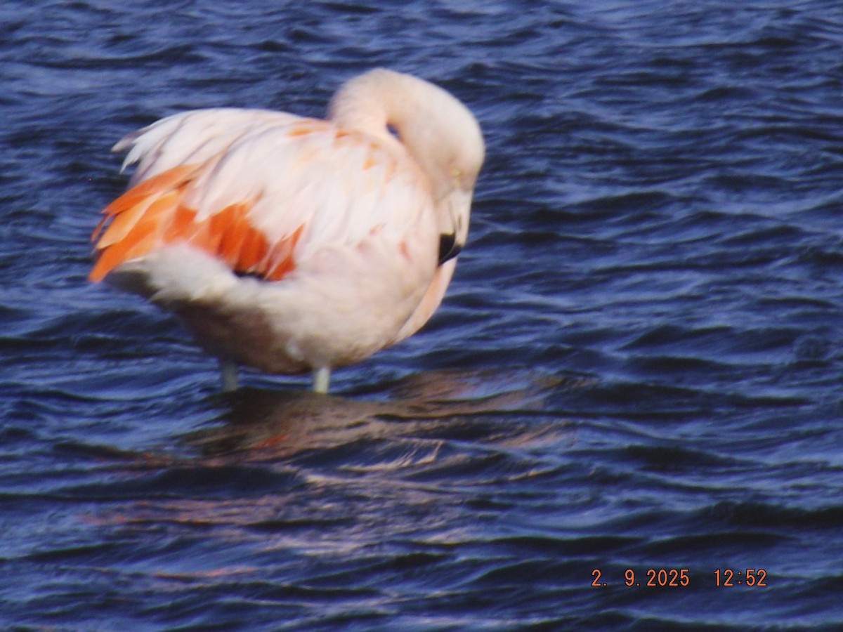 Chilean Flamingo - ML641975695