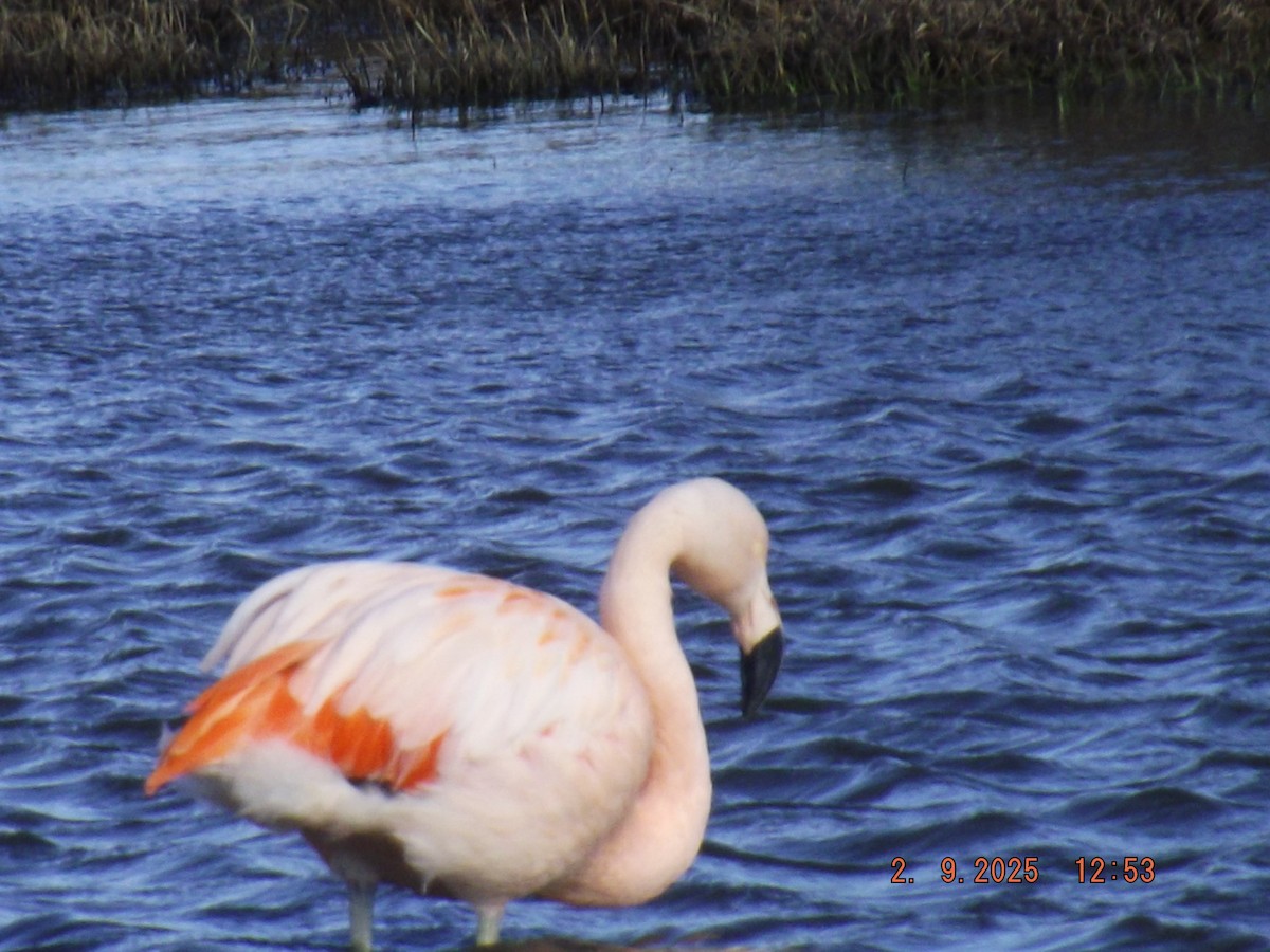 Chilean Flamingo - ML641975696