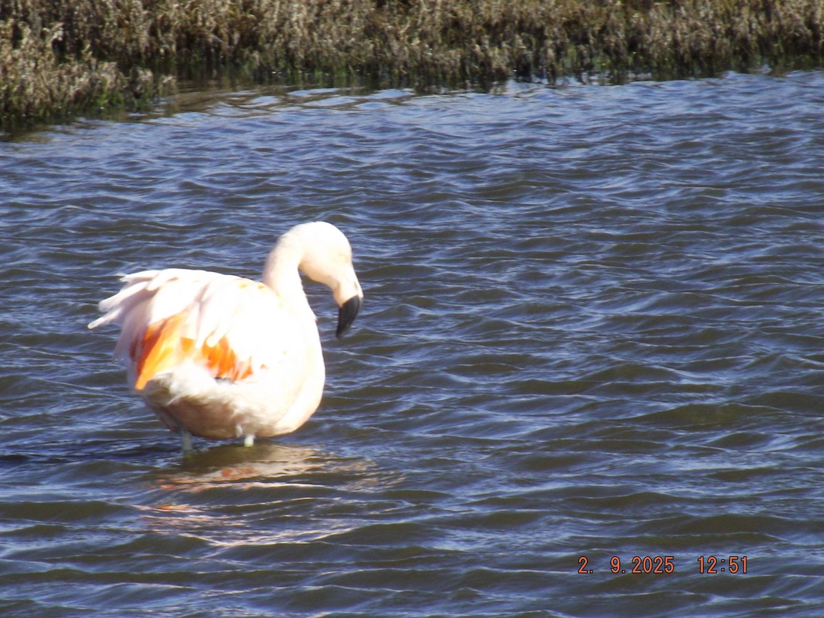 Chilean Flamingo - ML641975697