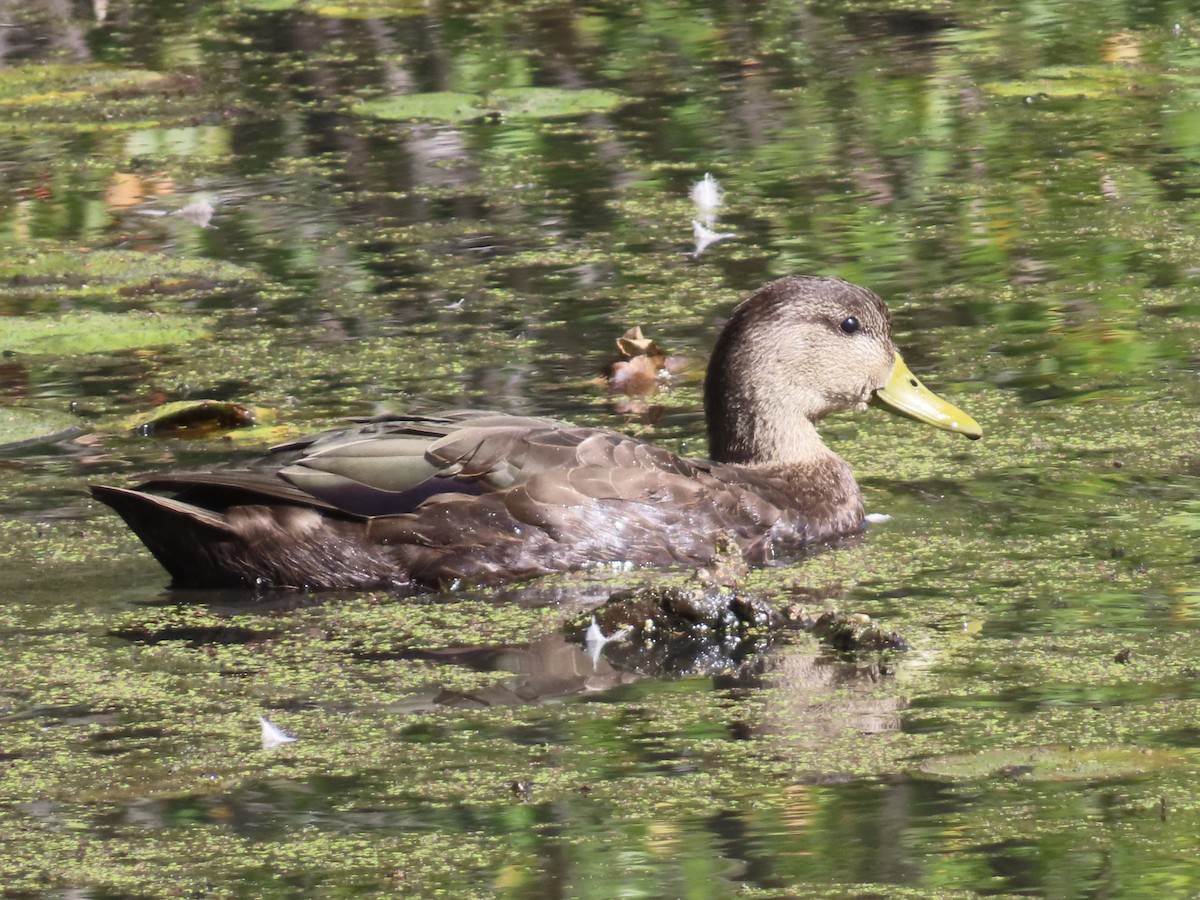 American Black Duck - ML641975698