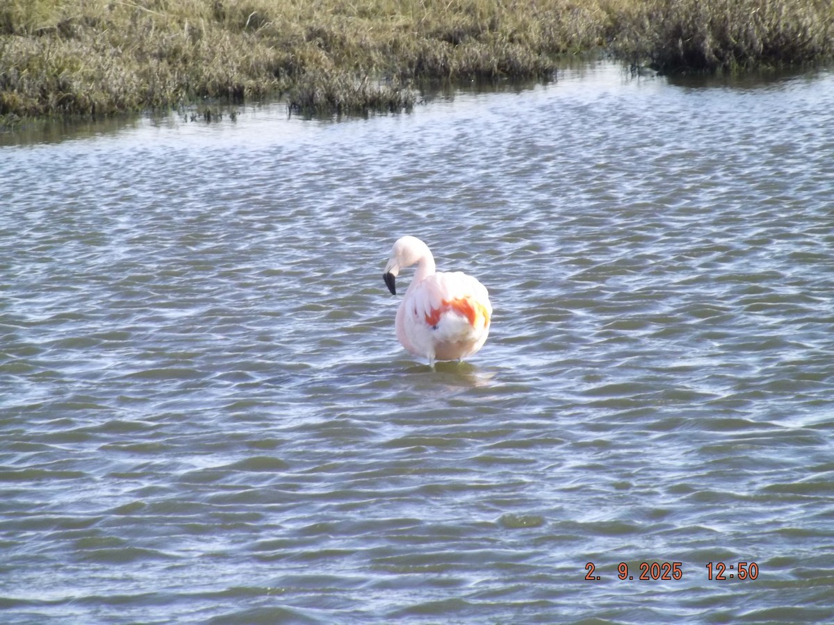 Chilean Flamingo - ML641975699